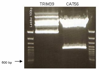 Methods 44 to isolate fragments as hybridization probes; to isolate fragments after inverse PCR for sequencing.