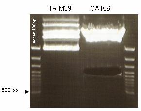 Methods 45 Figure 4.7 b: Cutting a fragment from a clone containing the CAT56 framework gene.