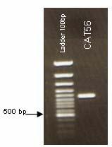 8 % agarose gel containing 20 mg/ml ethidium bromide, ladder marker sizes 100 bp. Then excised for extraction of DNA from the gel sample by NaI method.