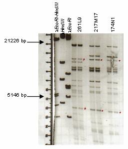 Methods 47 Figure 4.8: A gel before the Southern blotting. In this 0.