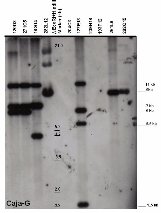 Results 65 Figure 5.2.1.1.2: Autoradiograph after Southern blot hybridization of Caja-G probe with BAC-clone fragments (CHORI-259, Callithrix jacchus).
