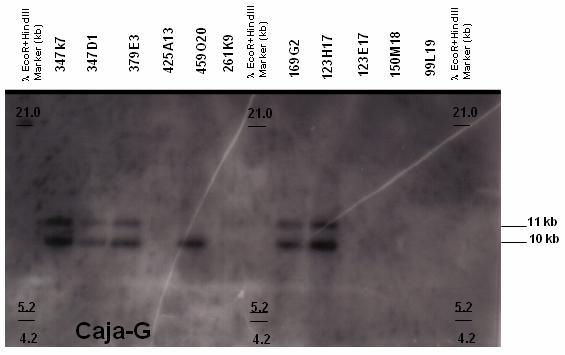 Results 66 Figure 5.2.1.1.3 Autoradiograph after Southern blot hybridization of Caja-G probe with BAC-clone fragments (CHORI-259, Callithrix jacchus).