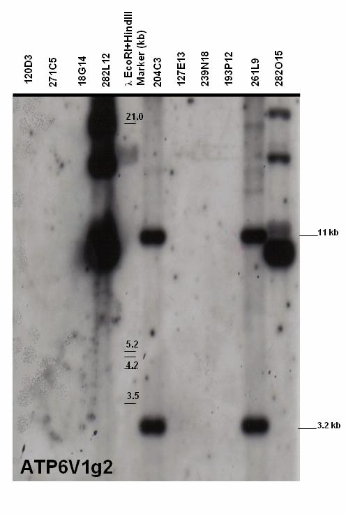 Results 67 Figure 5.2.1.1.4: Autoradiograph after Southern blot hybridization of Caja-G probe with BAC-clone fragments (CHORI-259, Callithrix jacchus).