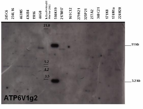 Results 68 Figure 5.2.1.1.6: Autoradiograph after Southern blot hybridization of ATP6V1g2 framework gene probe with BAC-clone fragments (CHORI-259, Callithrix jacchus).