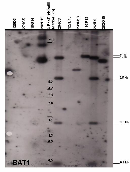Results 69 Figure 5.2.1.1.7: Autoradiograph after Southern blot hybridization of BAT1 framework gene probe with BAC-clone fragments (CHORI-259, Callithrix jacchus).