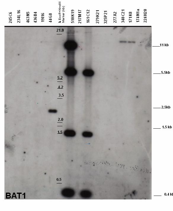 Results 70 Figure 5.2.1.1.8: Autoradiograph after Southern blot hybridization of BAT1 framework gene probe with BAC-clone fragments (CHORI-259, Callithrix jacchus).