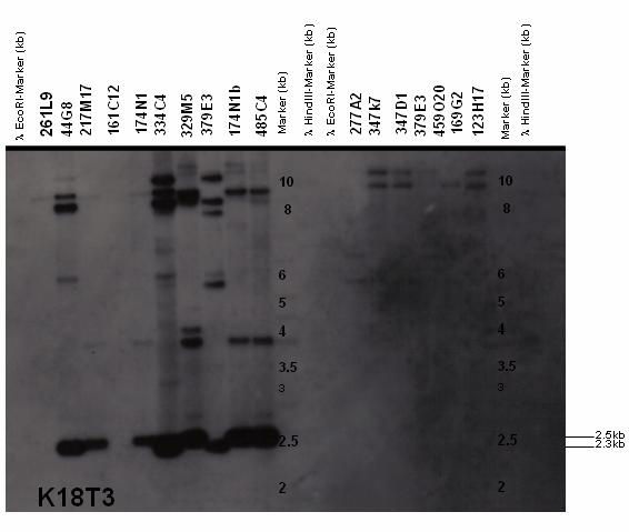 Results 72 Figure 5.2.1.1.10: Autoradiograph after Southern blot hybridization of K18T3 probe with BAC-clone fragments (CHORI-259, Callithrix jacchus).