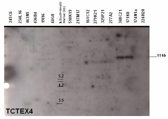Results 90 Figure 5.2.3.1.1: Autoradiograph after Southern blot hybridization of TCTEX4 framework gene probe with BAC-clone fragments (CHORI-259, Callithrix jacchus).