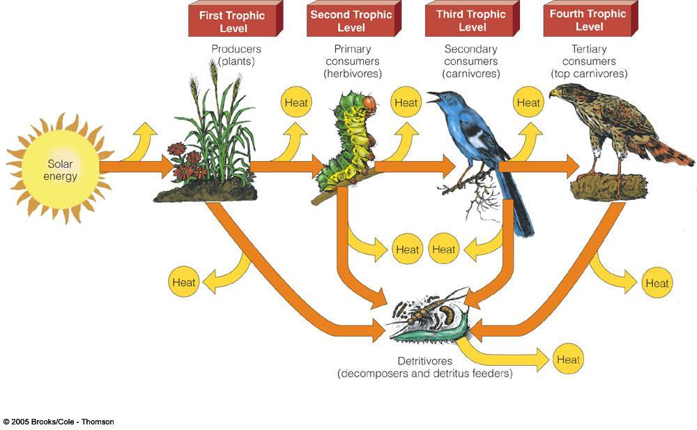 Communities/Ecosystems Simplified web food chain Photosynthesizers called, herbivores & carnivores