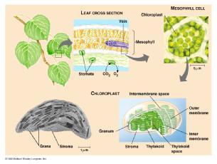 Ecosystems nutrient cycling What are nutrients?