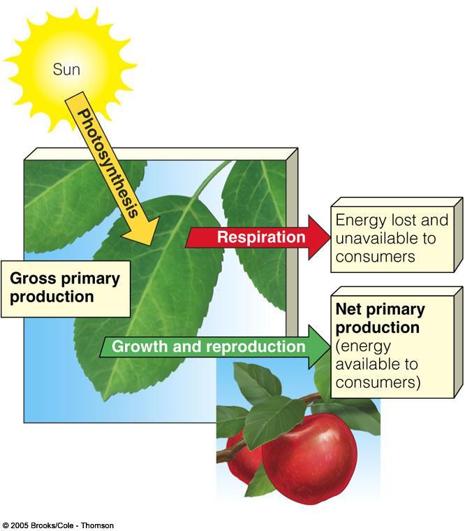 Ecosystems -productivity Net Primary Productivity (NPP) = Gross Primary Productivity (GPP) Respiration (R) NPP