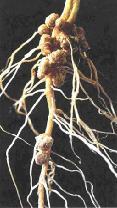 major mutualisms -nutrition myccorhizae ( ),