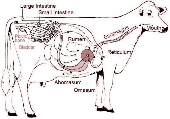 Ruminant Digestive System Vocabulary Esophagus: The muscular tube by which food passes from the pharynx to the stomach.
