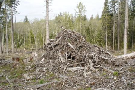 Dead or Dying woody biomass Wood Industry: Slabwood, Mill Waste Forestry