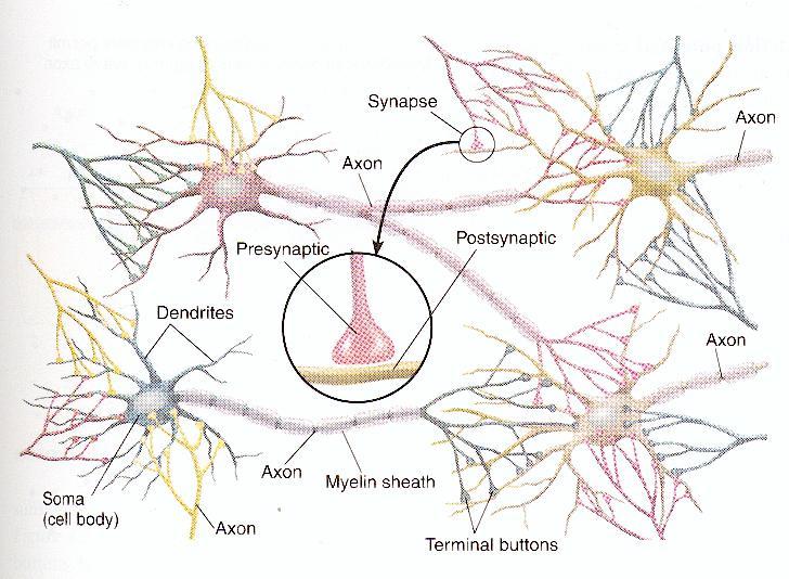 11 Figure 7: Networks of biological neurons, with labeled components [14] Until recently, neural stimulation was controlled and monitored at the cellular level mostly using electrodes.