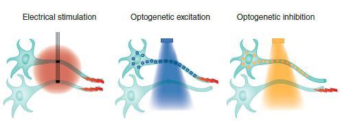 12 Optogenetics, a new optical technology, provides both high accuracy and precision along with the high speed and targeting capabilities that are achieved using molecular genetics techniques.
