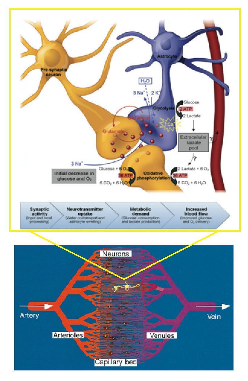 Figure 12: Diagram of vasculature starting at artery and arterioles delivering blood to the capillary bed.