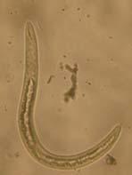78 J. Entomol. Nematol. Helicotylenchus dihystera (Adult female) Trichodorous spp.