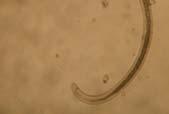 As one of the most important soil biota, soil nematodes are widespread and highly diverse, occupying multiple trophic positions in the