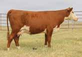 91 3 2/102 2/115 2/106 Eagle Eye has the performance, genetics and phenotype to be an impact full herd sire. Start with the birth to yearling spread.