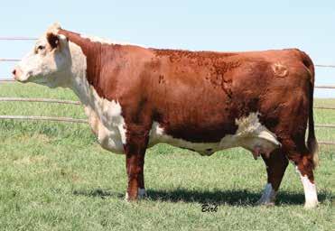 He ranks in the top of the breed for CED and BW, and still is in the top of the breed for Carcass Weight. Great combination. Selling full possession and 50% semen interest.