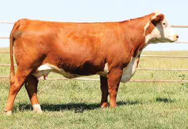 41 37 Here is an Anodyne son that does many things well. Top of the breed for carcass merit and weight, and top for yearling growth. Dam is a very nice Rib Eye daughter.