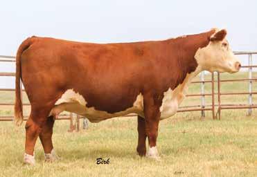 She has the spread from Birth to Weaning and combines that with udder quality and style. Will calve prior to the sale to SHF Zane X51 Z115.