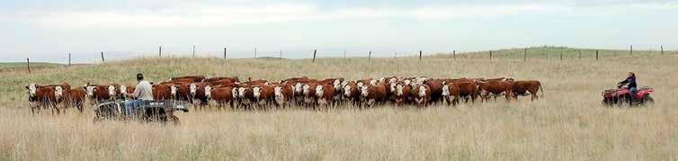 The set of 15 present is a top sort of this 150 and additional heifers are available at the ranch via private treaty. For more information, please contact Ty Schultz 4-749-1007.