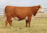 , and Gerber Polled Herefords 4 March, 2018 1 p.m.