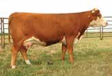 Two of Consultant s full sisters have either been flushed or have raised some of the top calves of their contemporaries. Udder quality, performance and moderate frame.