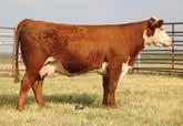 YH (IN) 1 78 NA 695 NA 1,101 NA 52 Encore is an AI sire we used to increase growth. The weaning and yearling weight performance of Encore s progeny is outstanding.