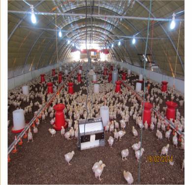 Commercial Farms Commercial Farms allows farmers to raise high quantities of chickens and eggs at a low costs, providing consumers with an accessible and convenient product.