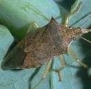 Beneficial Predatory Insects found in the buckwheat strips and