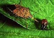 Predatory Stink Bug (Perillus) Shield Bug (Elasmostethus)