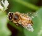 Pictures of the types of bees and
