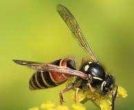 Non-bee species