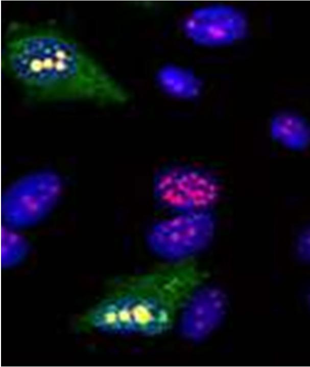 American Society of Cytopathology Core Curriculum in Molecular Biology Chapter 3 Molecular Techniques Fluorescence In