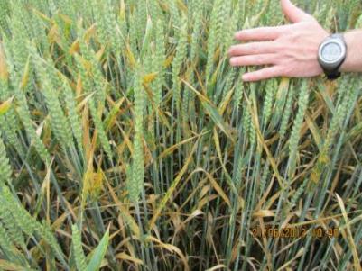 of sustainability-focused products, including: Naturally derived fungicides for cereals (Inatreq