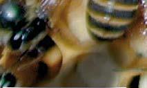 Honeybees not only produce honey, but by spreading pollen from one plant to