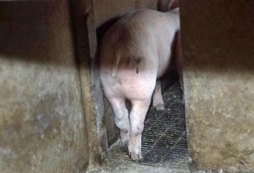 Bursitis in growing pigs Photo: NADIS Bursitis in growing pigs 30 farms,