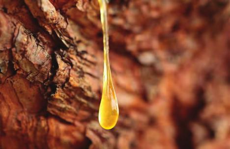 Sap Collected from trees in early spring Trees are tapped by placing special metal tubes into