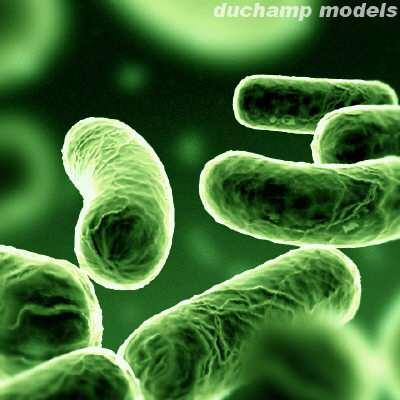 Bacteria Introduction Bacteria are unicellular micro-organisms ranging in length from a few micrometers to half a millimeter.