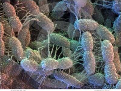 The Evolution of Bacteria Bacteria are thought (by some) to be the first forms of life, about 4 billion years ago.