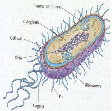 Bacterial cells are prokaryotic, lacking a nucleus and complex organelles.