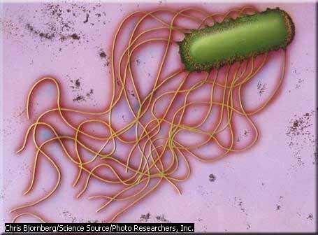 Morphology Continued Bacteria use flagella or pili for movement and interaction with the