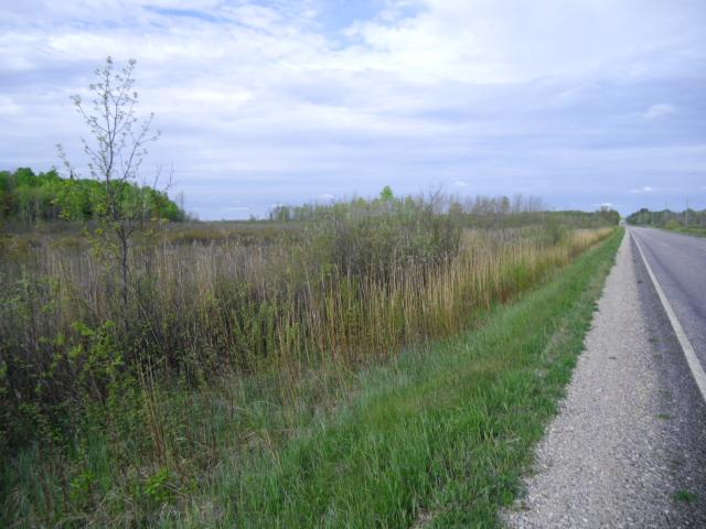 Figure 10. North Lake Muskeg, roadway ditch with invasive phragmites and glossy buckthorn. Photo by Dan Beaudo.