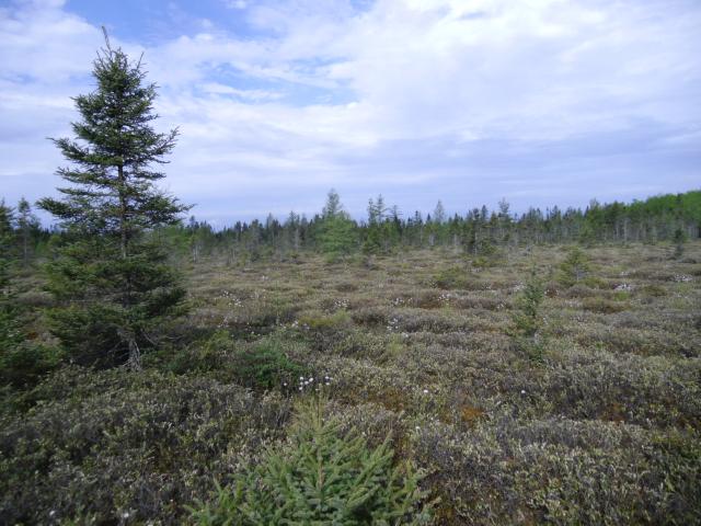 The majority of the muskeg is characterized by scattered, clumped, generally stunted black spruce (Picea mariana) and, to a lesser extent, tamarack (Larix laricina), on a sphagnum substrate