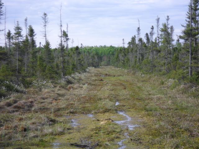 There appear to have been several attempts to ditch and drain the muskeg.