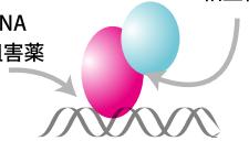 Strategy for Runx1 Inhibitor Design CBFβ Runx1/DNA