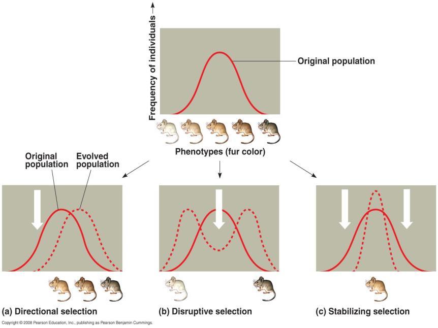 Adaptation refers to a trait that evolves through natural selection. Environments may be stable or fluctuating and affect evolutionary rate and direction.